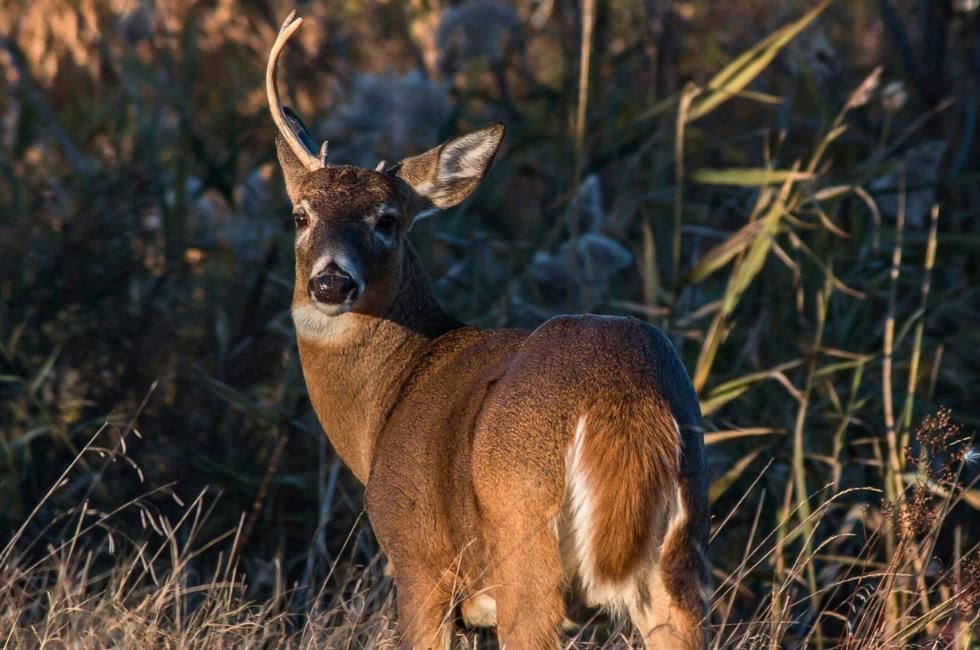 When do deer shed their antlers reasons
