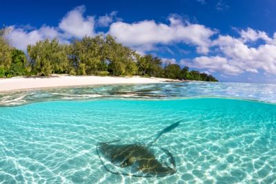 A Ray in shallow waters of Shark Bay near Heron Island Resort