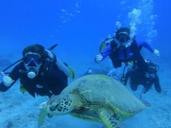 Couple scuba diving in the sea alongside a turtle near Paradise Bay Resort