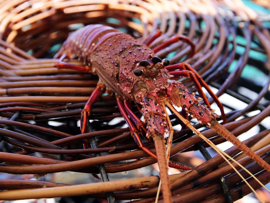 Large spiny lobster with long antennae is seen up close in a brown woven wicker pot at The Sebel Mandurah