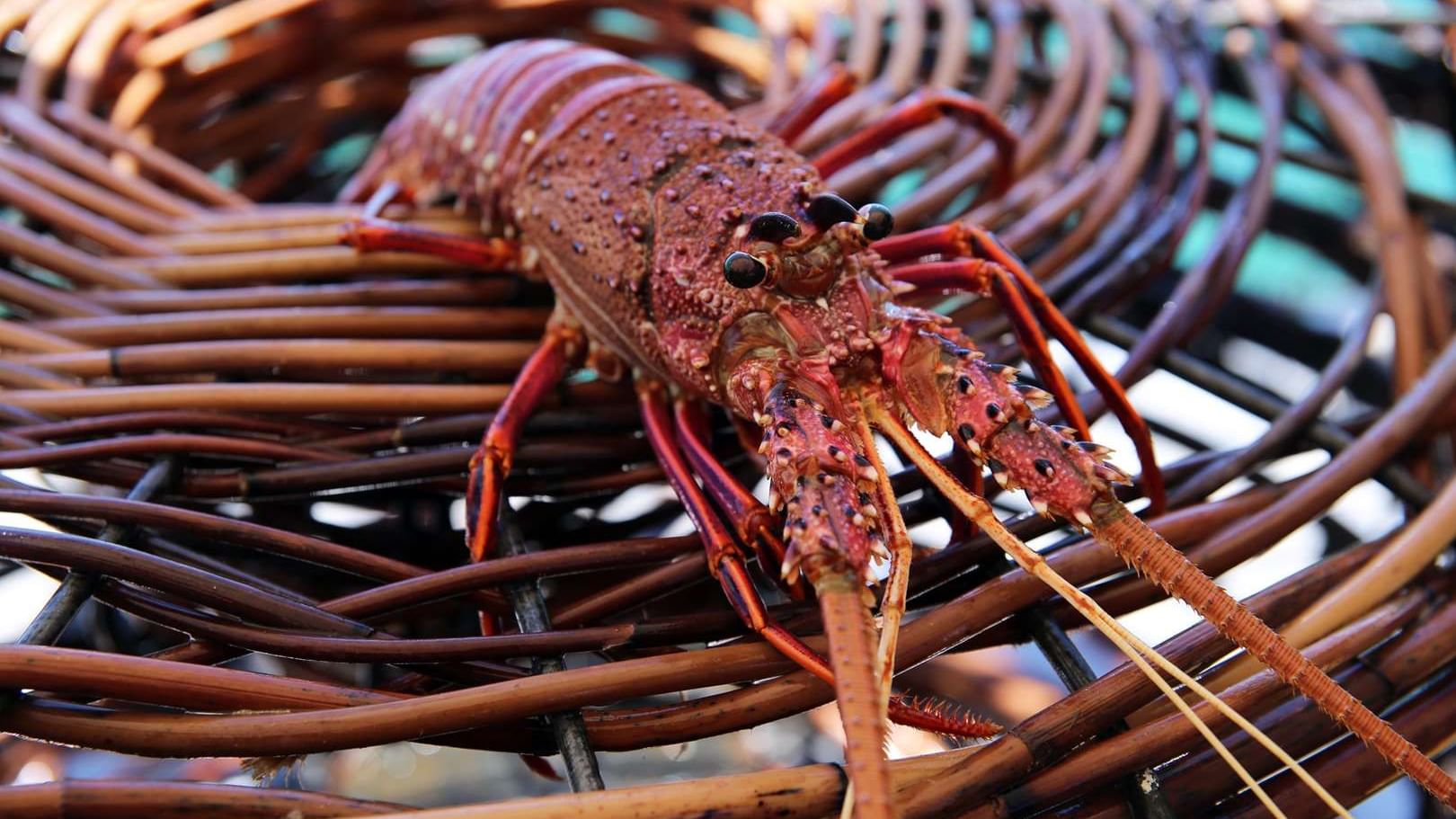 Large spiny lobster with long antennae is seen up close in a brown woven wicker pot at The Sebel Mandurah