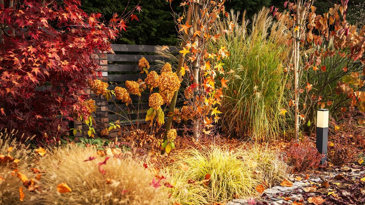 garden with colorful leaves and plants in autumn