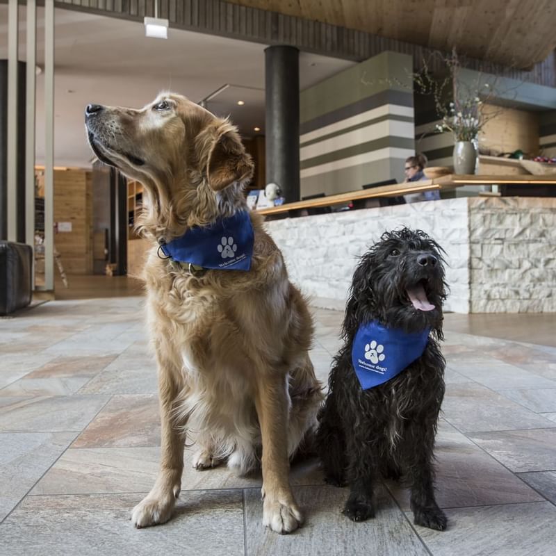 2 pet dogs wearing bandanas with Falkensteiner Hotels name tag