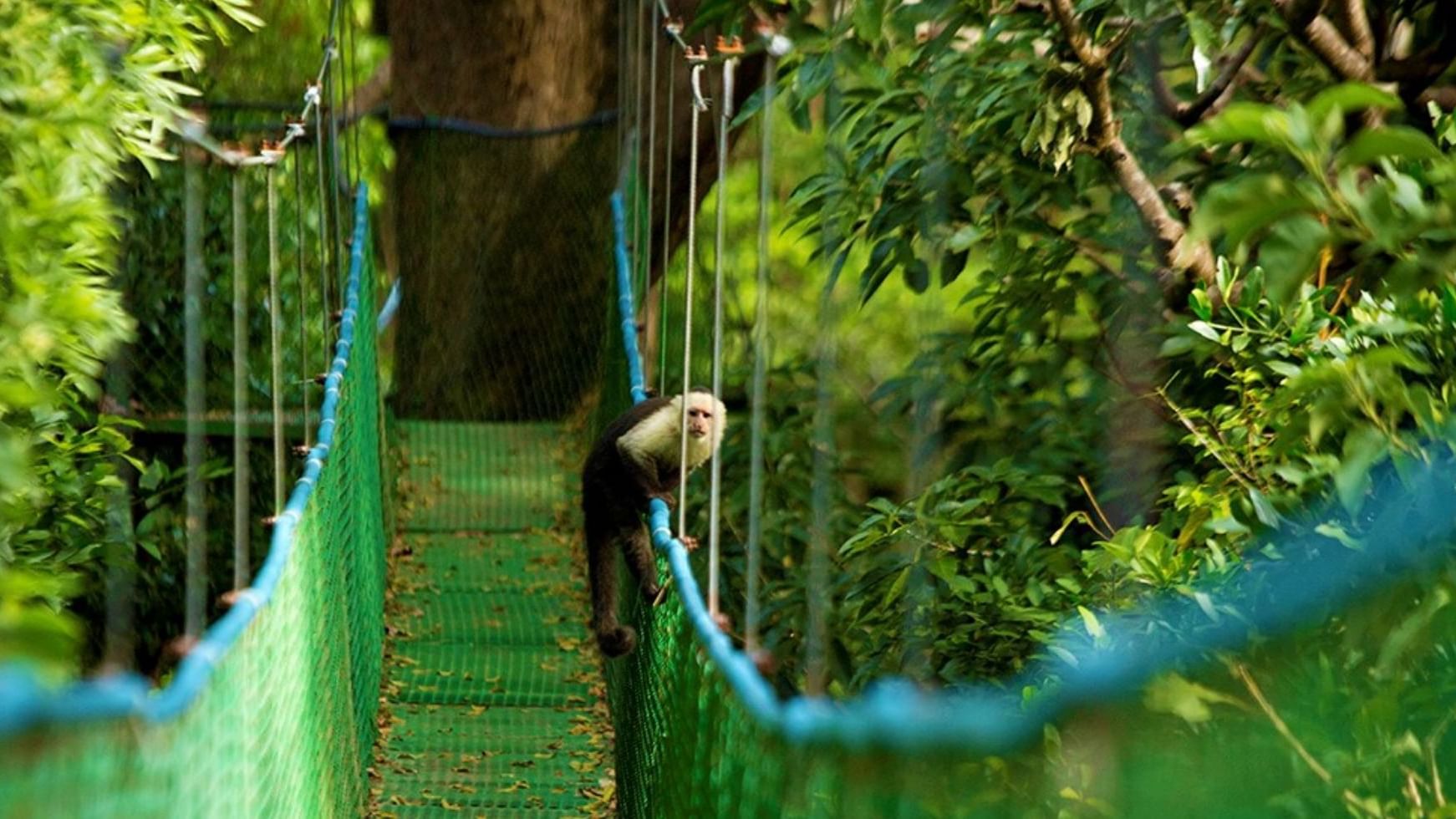 Monkey in Rincon de la Vieja near Buena Vista Del Rincon