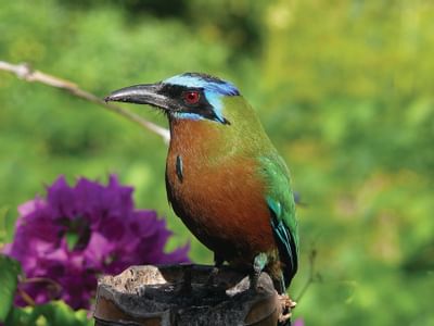 Trinidad motmot bird