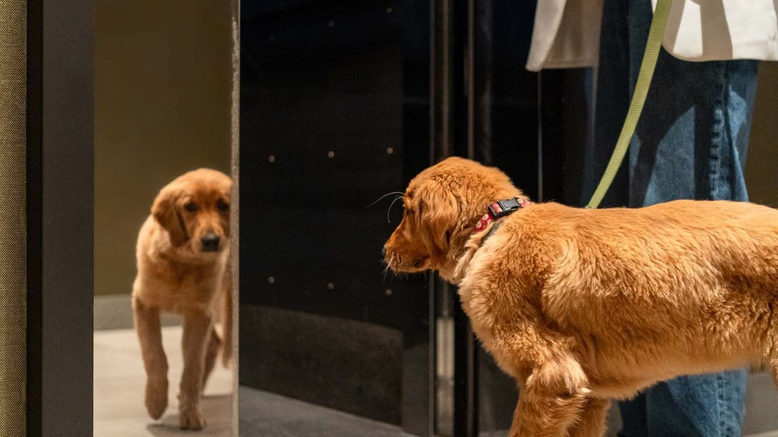 Gansevoort Dogs - May 25 @ALEXANDROLOAYZA-03386