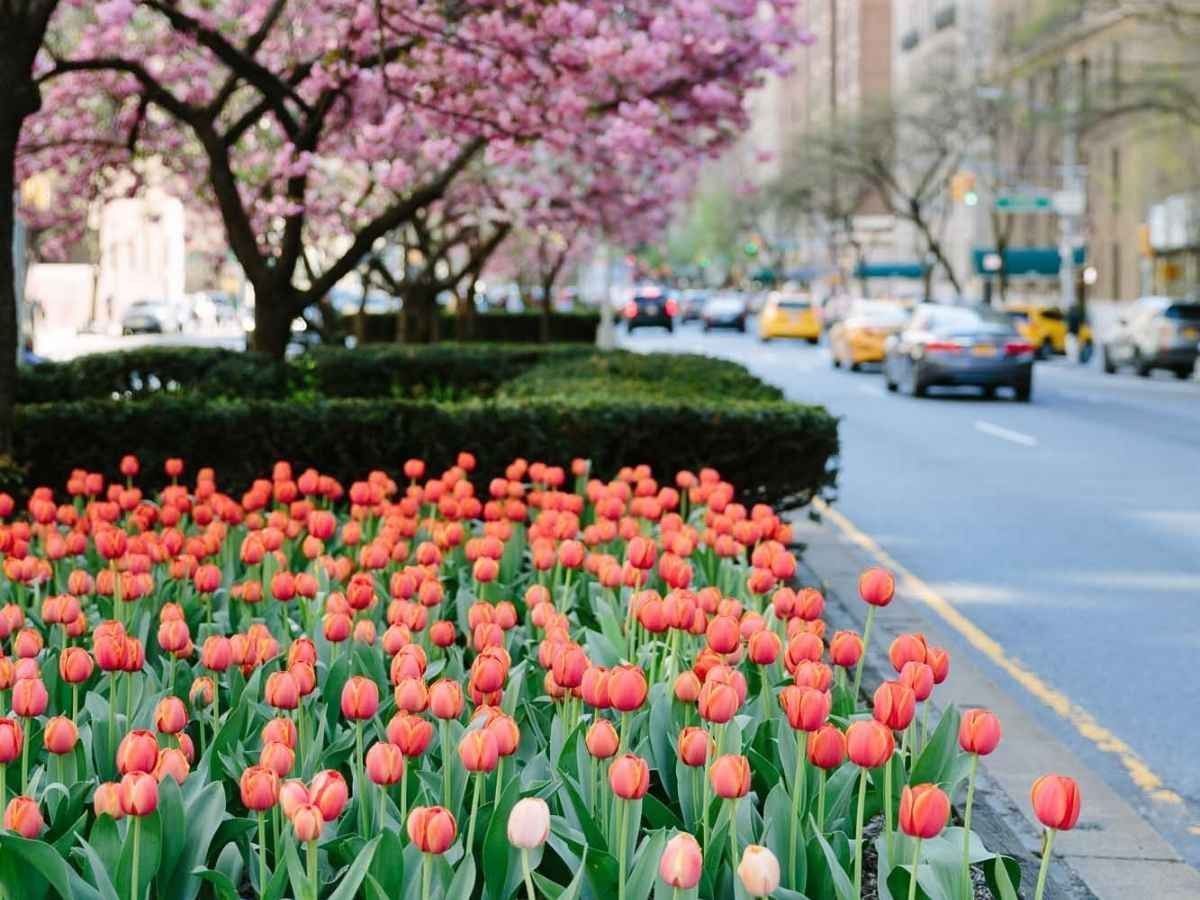 Park Avenue Tulips