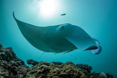 Manta Ray at North Bommie near Heron Island Resort