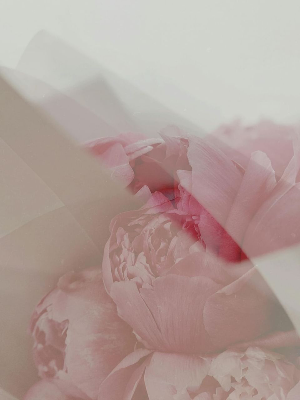 Soft pink peonies partially wrapped in delicate tissue, creating a dreamy layered look at Ananea Madivaru Maldives