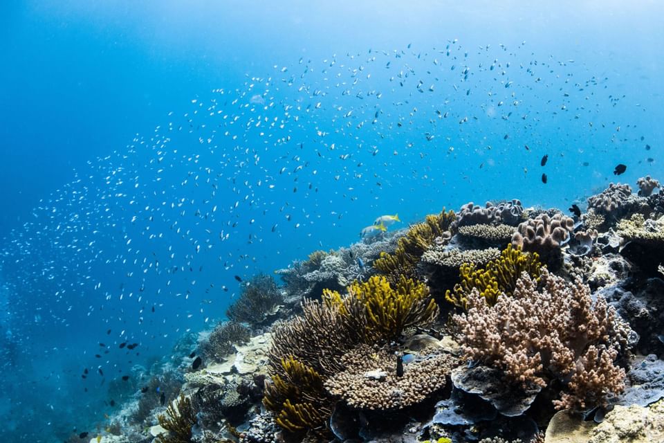 Coral near Heron Island Resort in Queensland, Australia