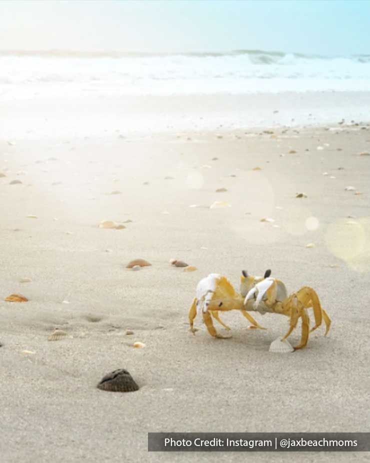 Crab Photo On The Beach With A Sea View 