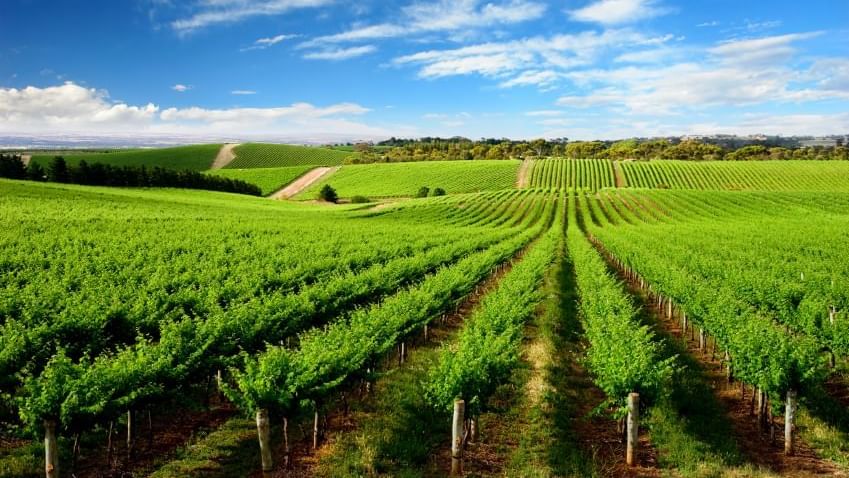 Vineyard in One Tree Hill near Novotel Barossa Valley