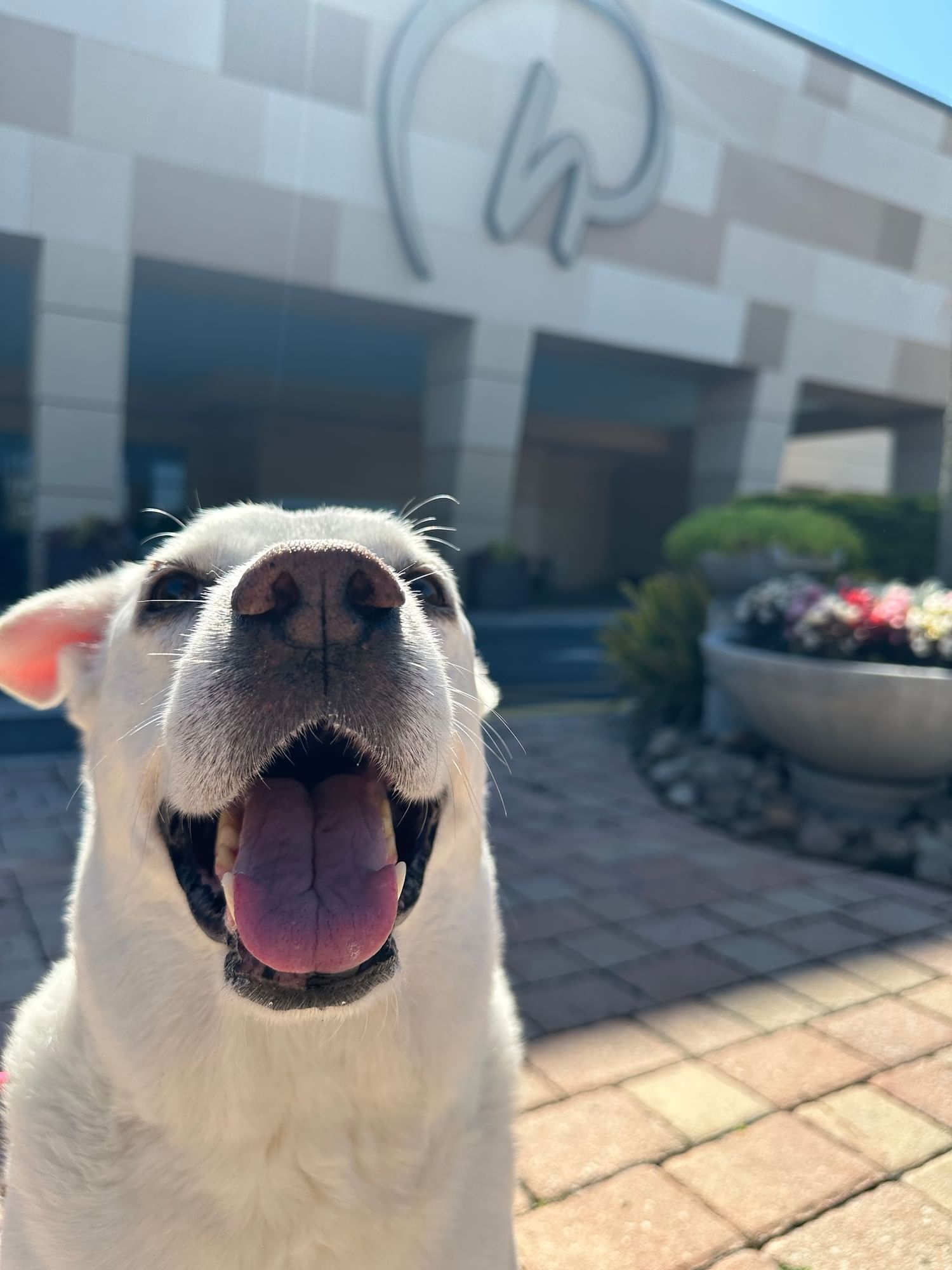 A white dog sitting outside a hotel. Rosen Inn International is a dog-friendly hotel located in the heart of Orlando – perfect for travels with your canine companion.