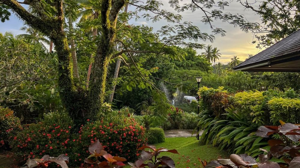 Lush garden view with tropical plants and trees at The Naviti Resort in Korolevu.