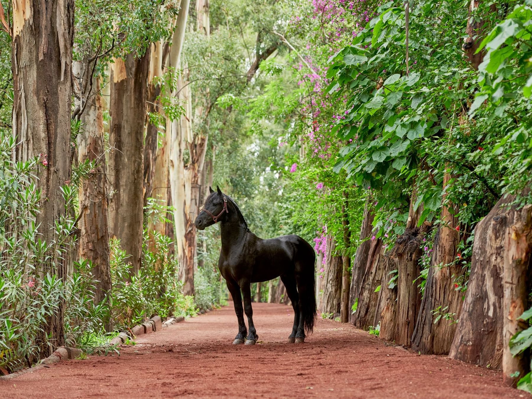 A horse standing on a garden pathway at La Colección Resorts