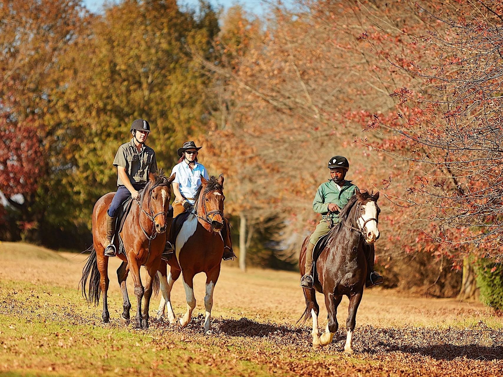 Horse Riding Midlands Saddle & Trout Activities