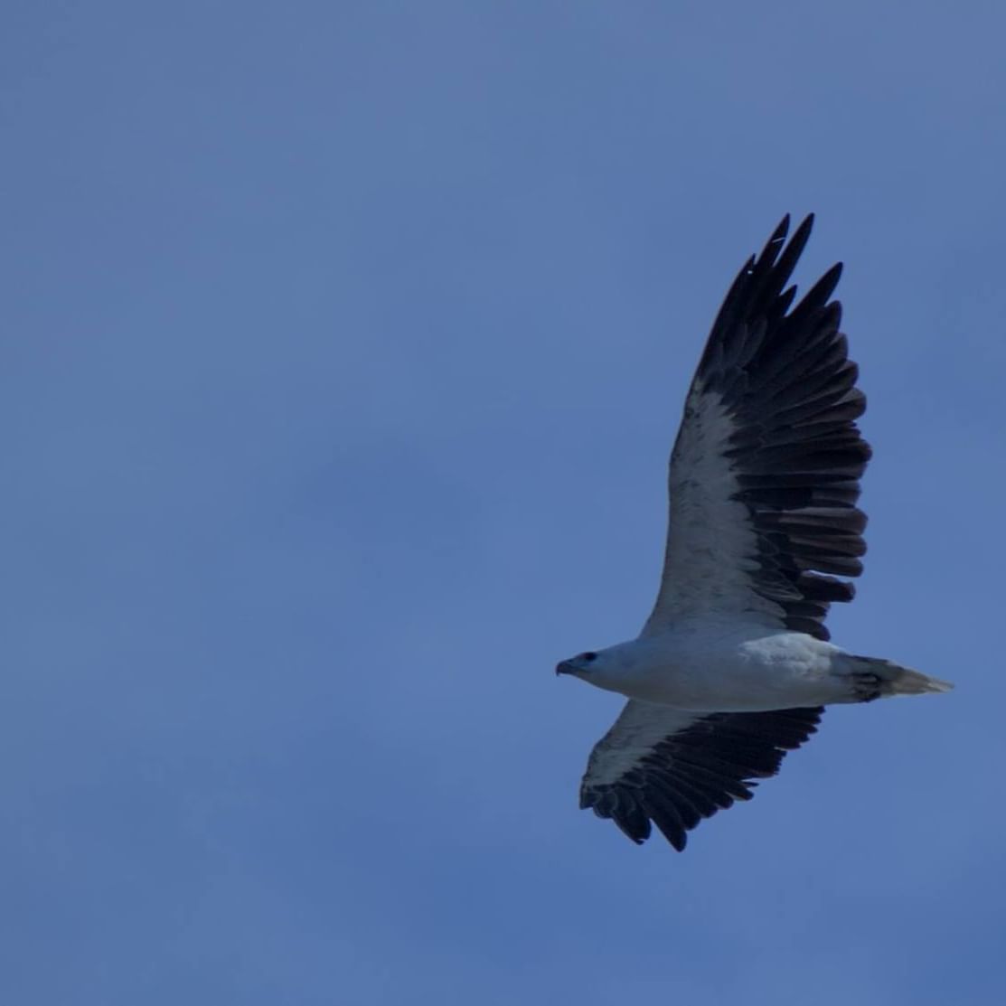 Condor bird flying in the sky near Strahan Village 