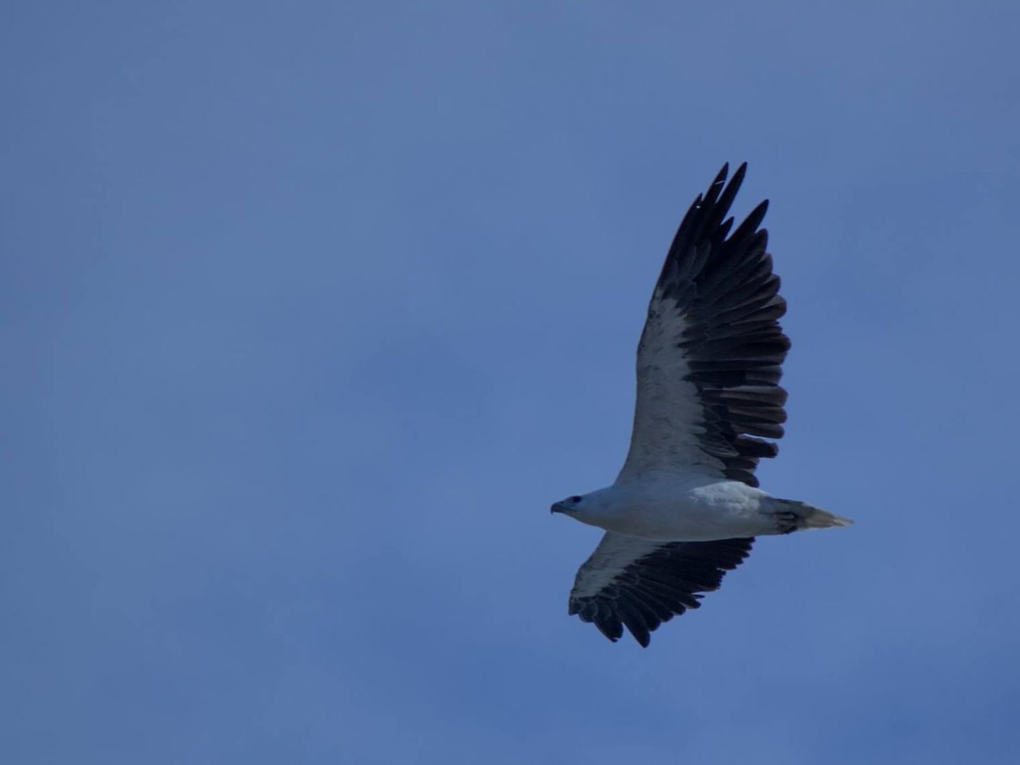 Condor bird flying in the sky near Strahan Village 