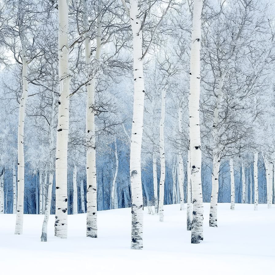 aspen trees