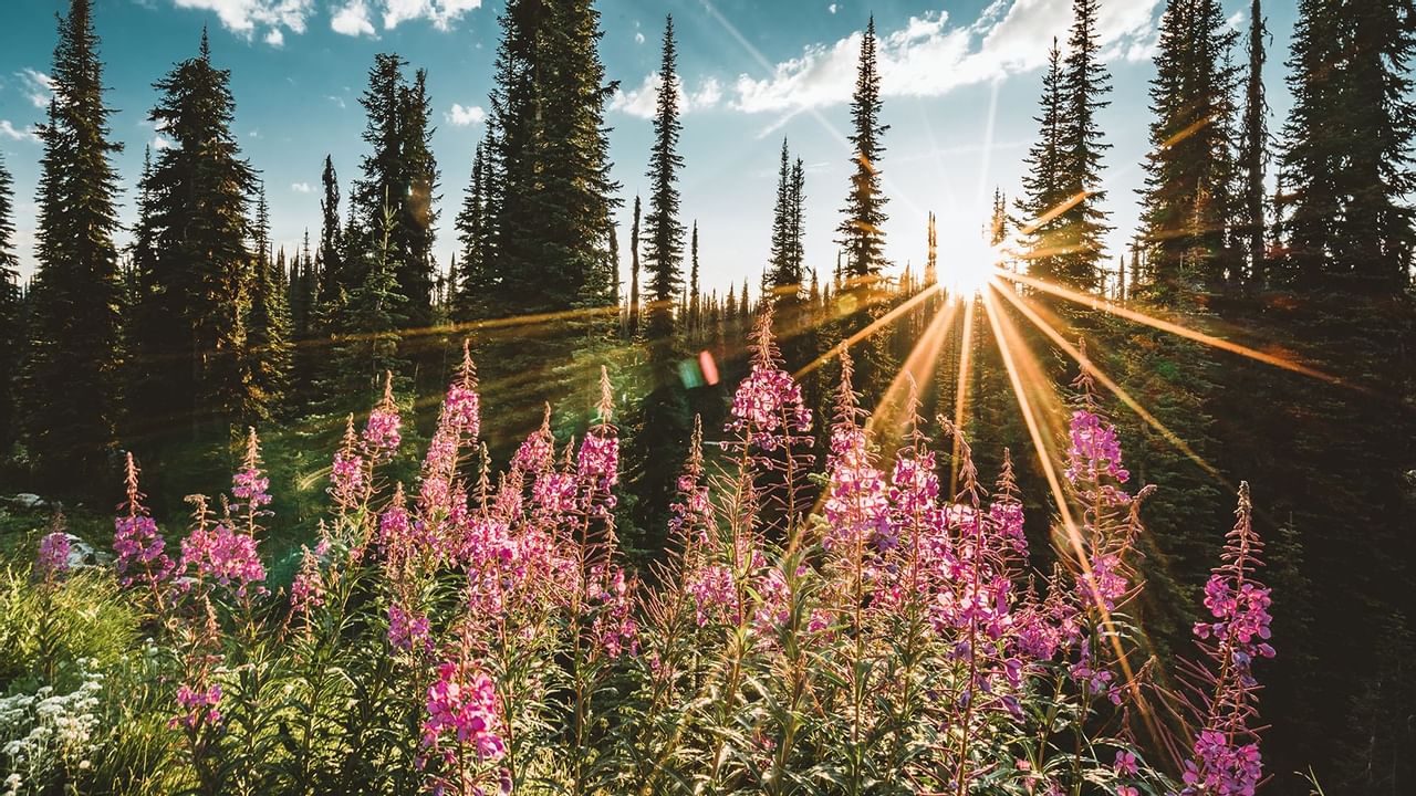 Summer Alpine meadow at Revelstoke Mountain Resort