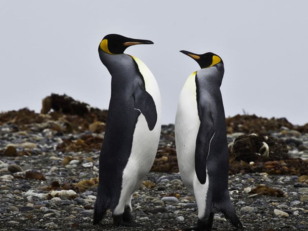 Close-up of two king penguins near Hoteles Australis
