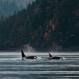 a pair of orcas swimming in the ocean