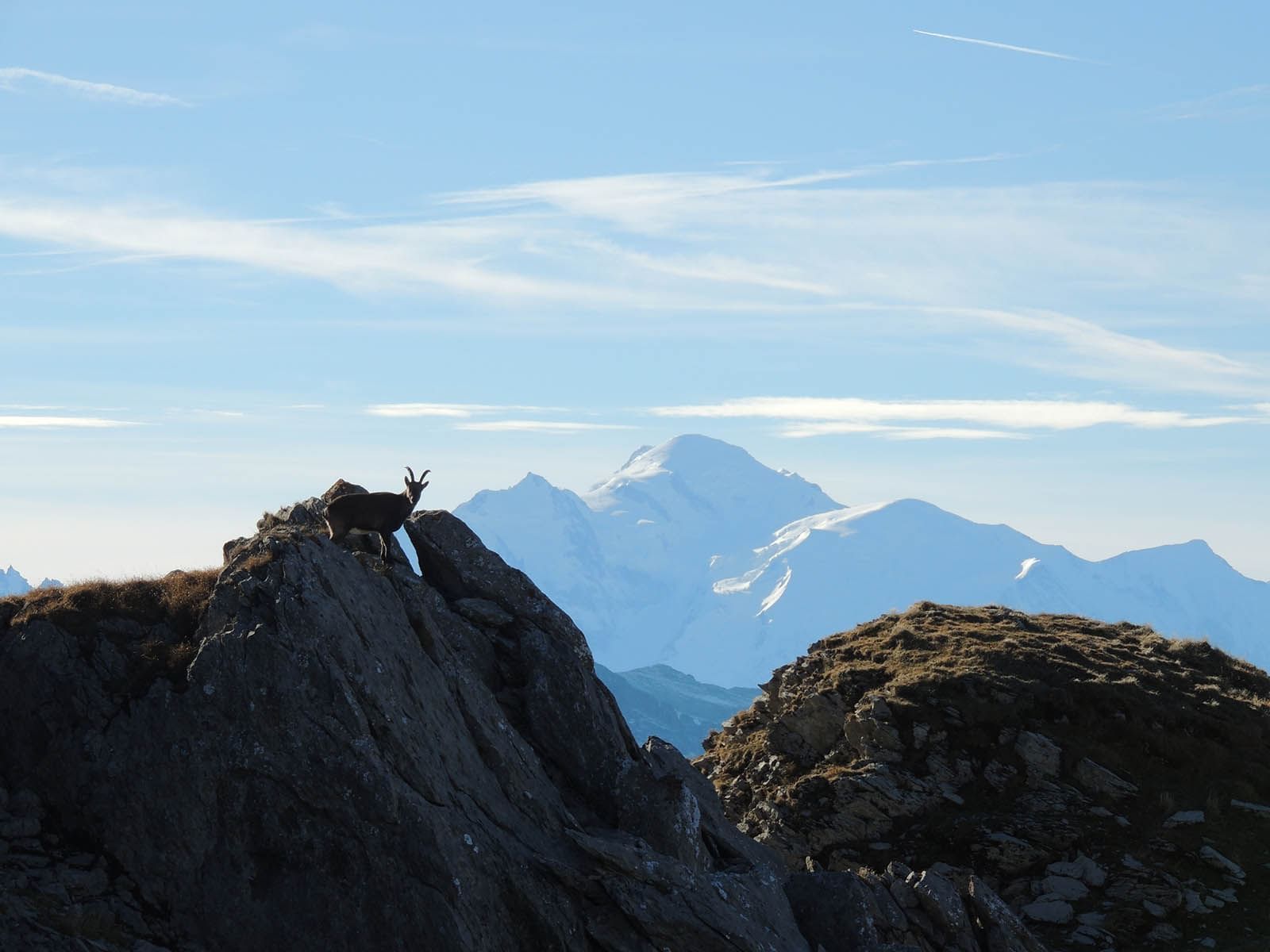 Mountain Goat and Rocky Mountains near Les Gentianettes, The Ori