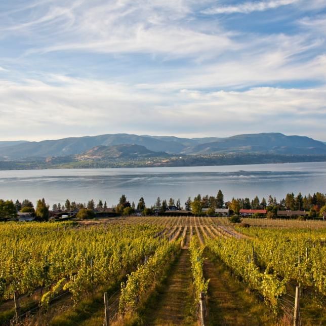 A photo of wine grape vines with a background of mountain range and lake