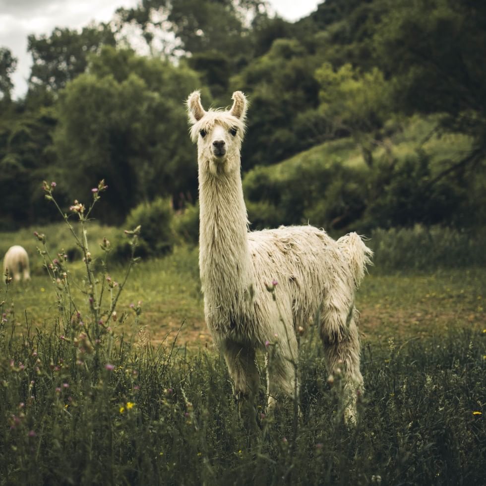 A white llama at Lama expedition near Falkensteiner Hotels