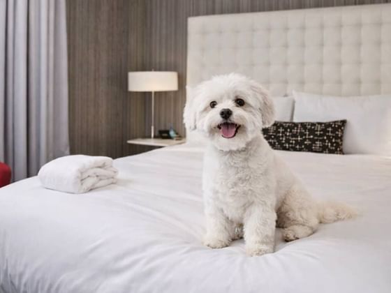 nyc dog friendly pet package at moderne hotel
