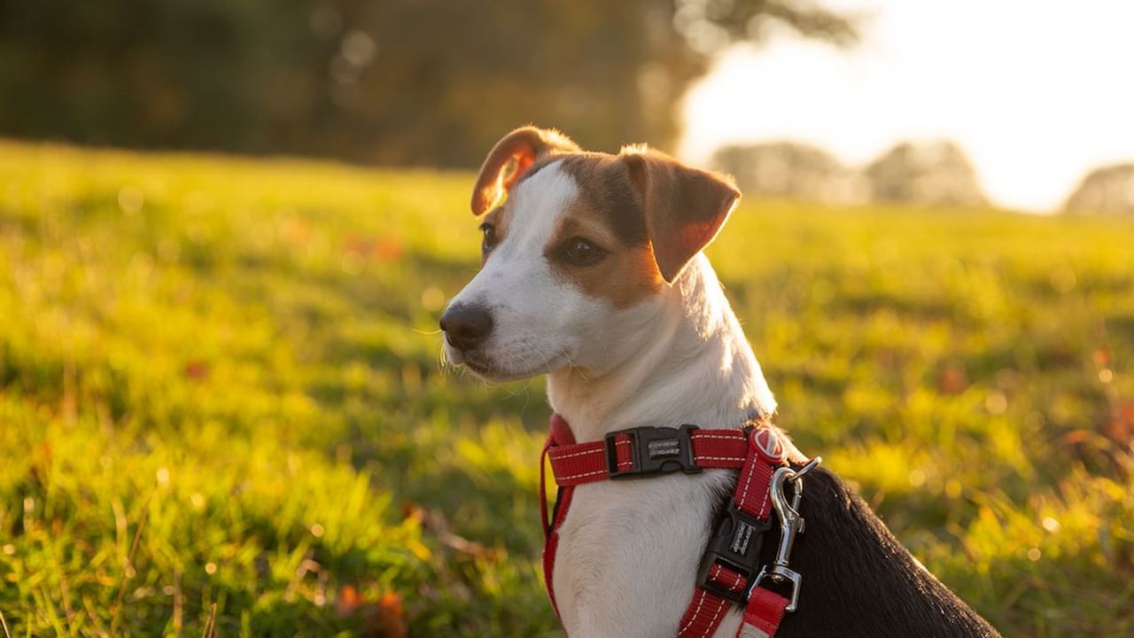 Happy dog in the Dawson City Off-leash Dog Park near ElDorado, a Coast Hotel