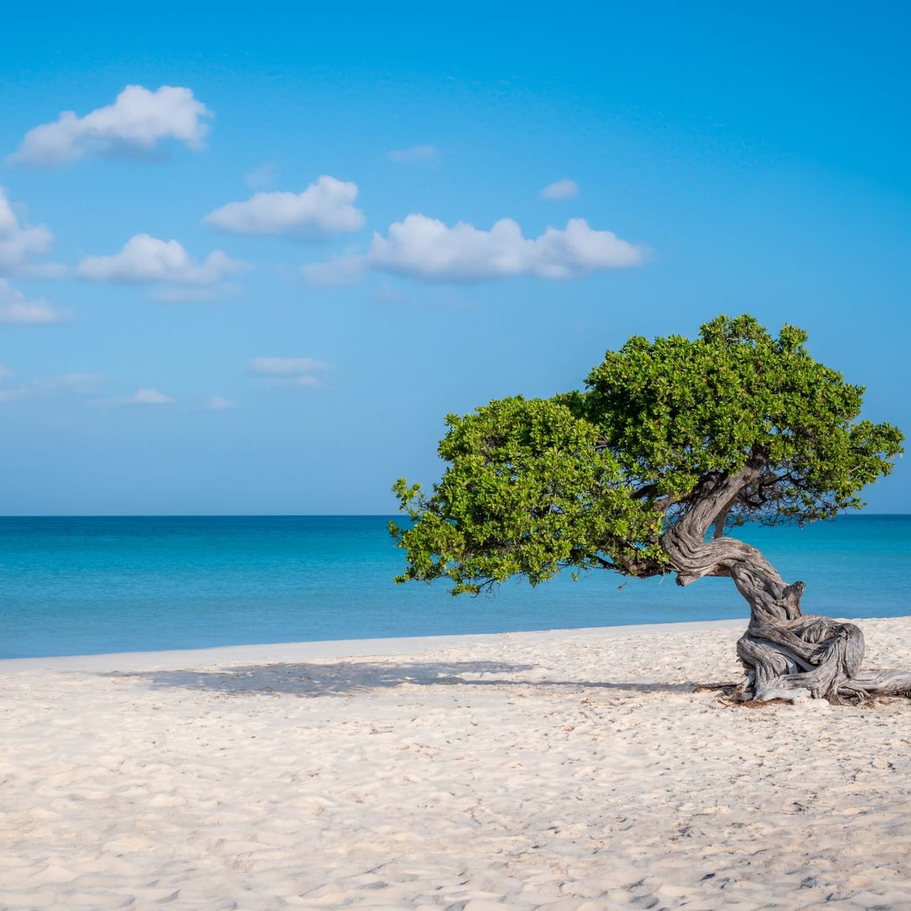 eagle beach aruba