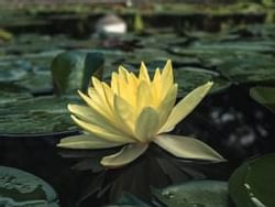 Close up of a yellow flower at Hope garden near Terra Nova