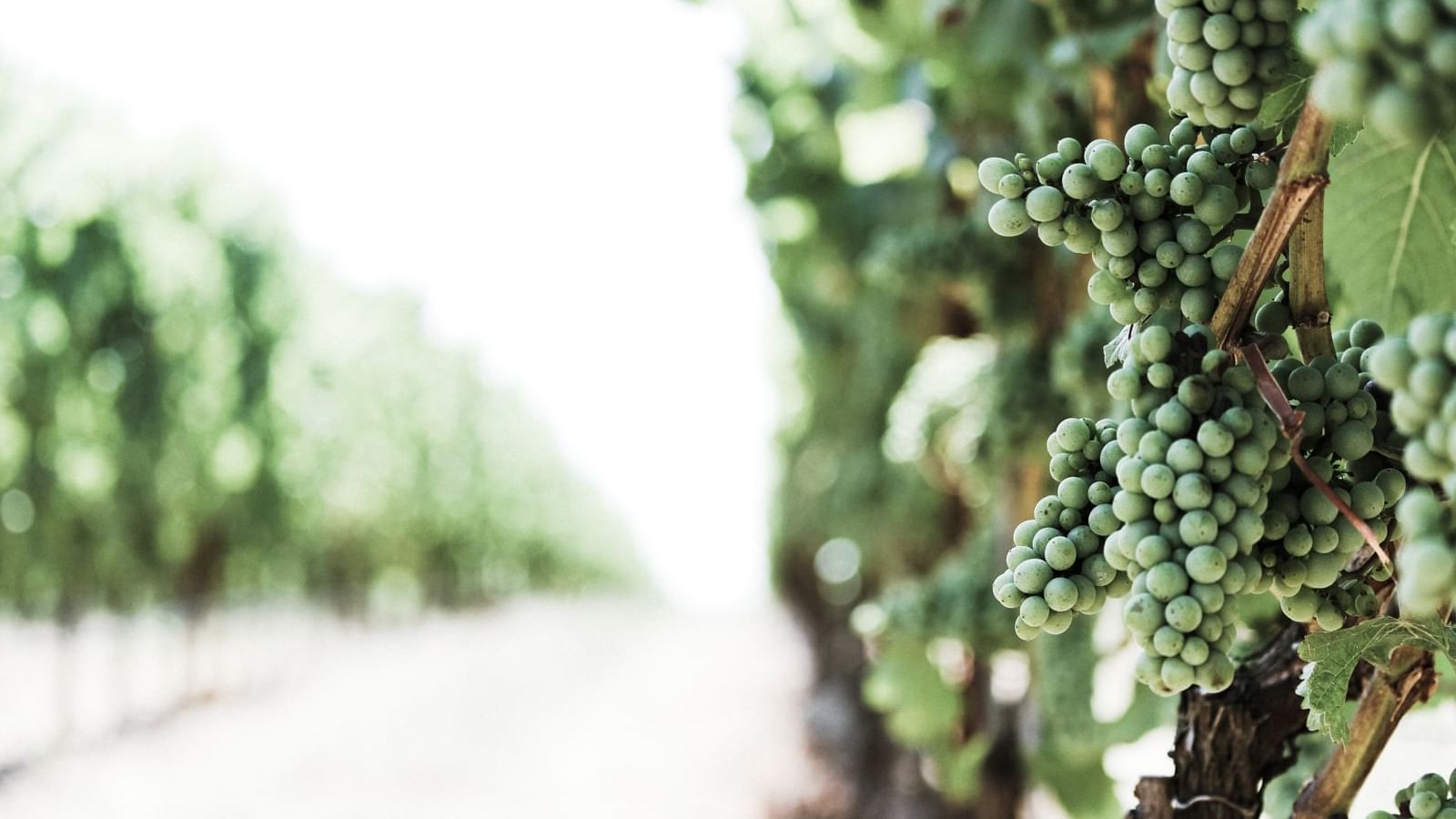 Closeup of grapes on vines in a vineyard near Originals Hotels