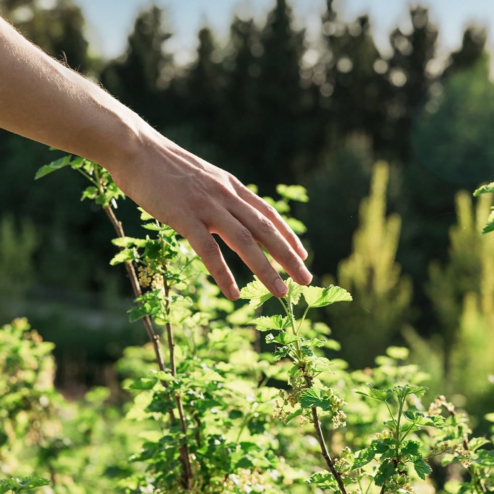 A hand reaches into green foliage, grasping a plant's stem with visible light and blurred background.