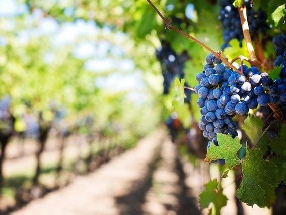 Blue grapes on vines surrounding a sunny path under green leaves near NOI Blend Colchagua, Valley