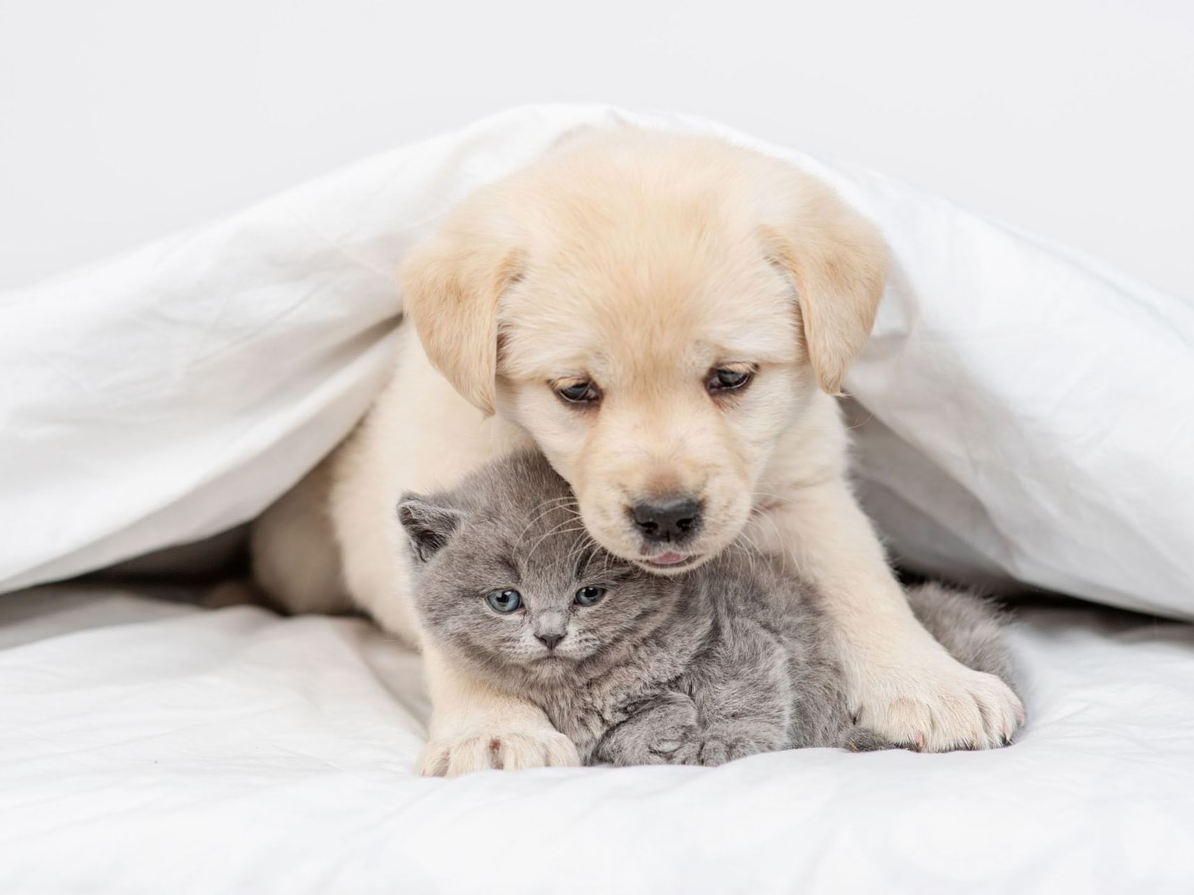 Close-up of puppy & kitten under a bedsheet at Golf Hotel Punta Ala