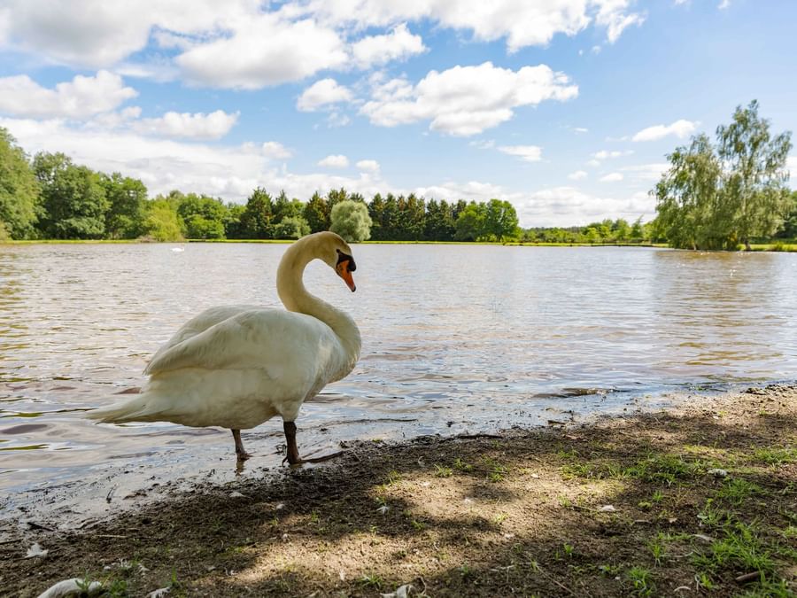 A swan at a lake near L'Oree des Chenes