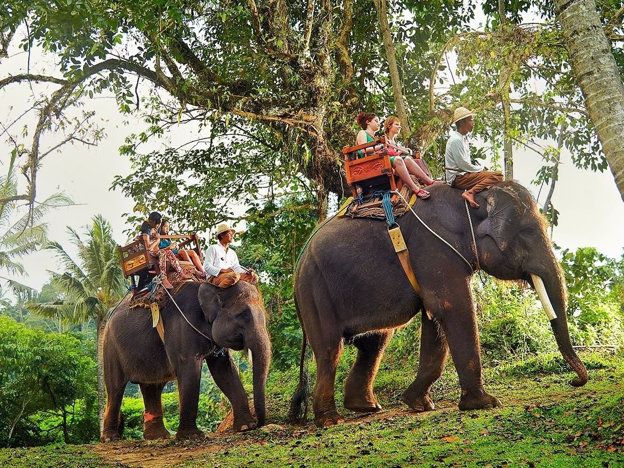 Gambar naik gajah di dekat Peppers Seminyak