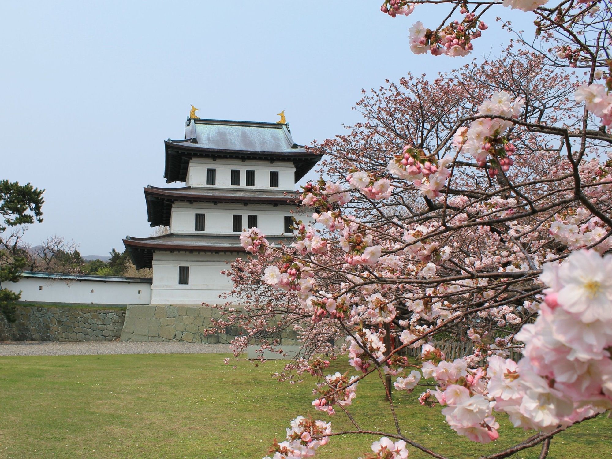 Cherry Blossom Hokkaido | Grand Park Otaru