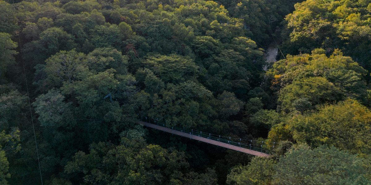 Aerial view of the bridge surround by trees near Hotel Rio Perdido