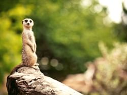 Close-up of a Meerkat in Melbourne Zoo near Hotel Grand Chancellor Melbourne