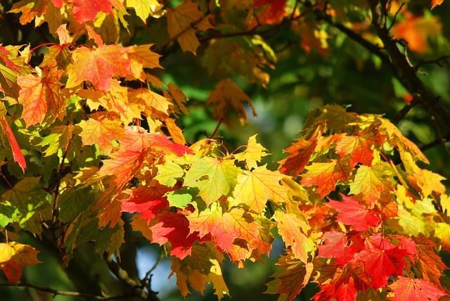 Autumn leaves in sunlight at Lake Buena Vista Resort Village & Spa