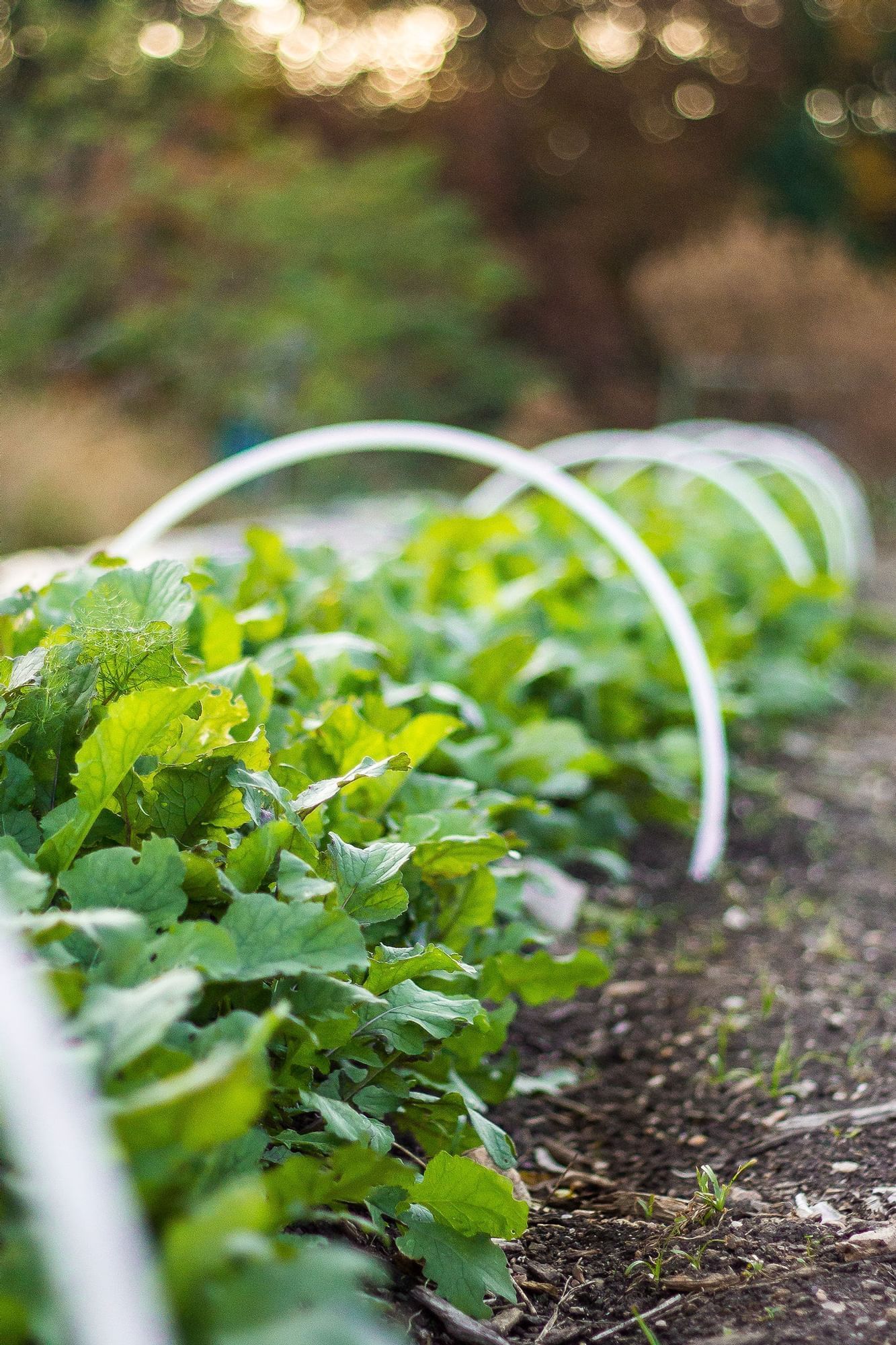 Close-up of crops grown in the garden at The Umstead Hotel and Spa