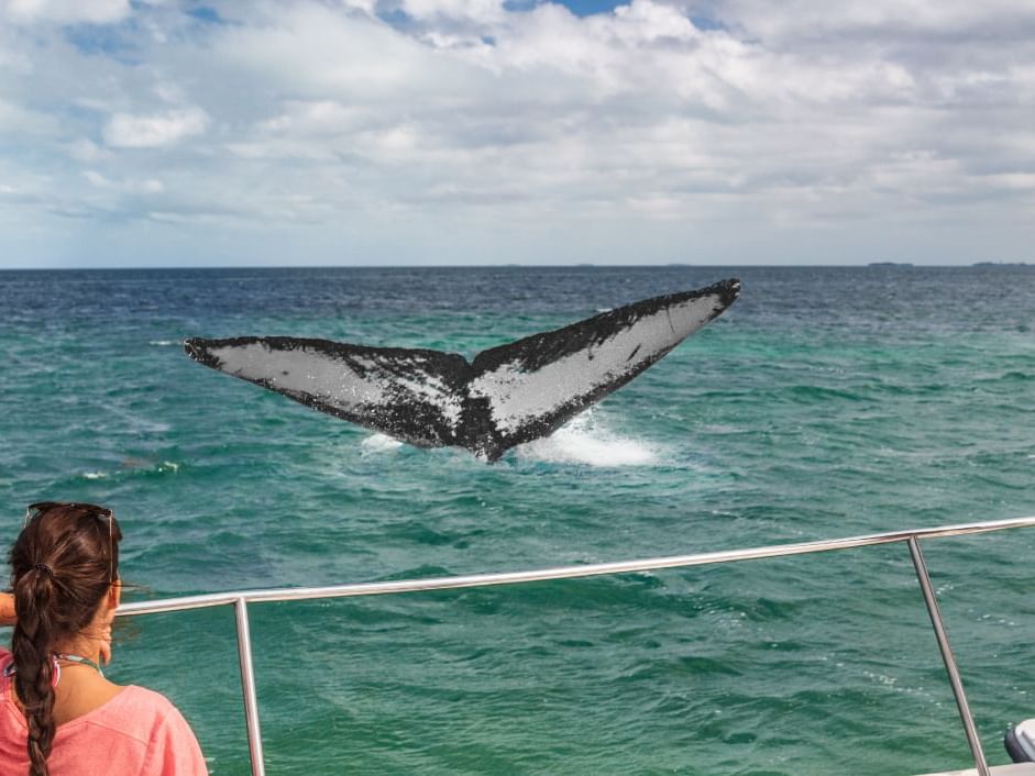 A whale breaching the sea captured in Los Cabos boat tour near Live Aqua Resorts and Residence Club