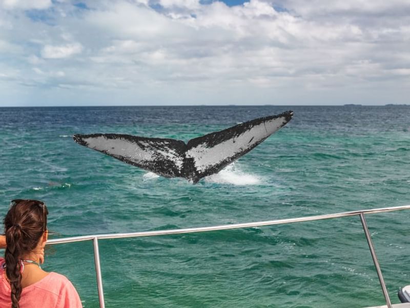 A tail of a humpback whale in the sea, Grand Fiesta Americana