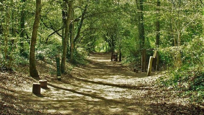 Chemin serein à travers les bois avec des arbres hauts près des Hôtels Oceania