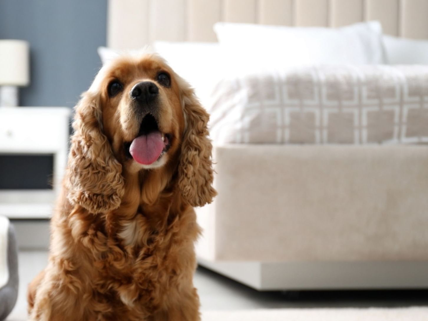 Dog friendly accommodation aparthotel Birmingham