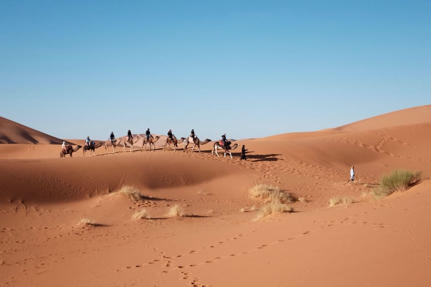 Camel caravan in the desert in Sealine Beach Resort