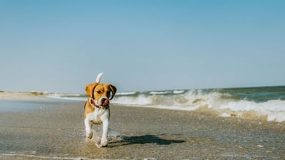 A puppy walking by the beach near Falmouth Tides